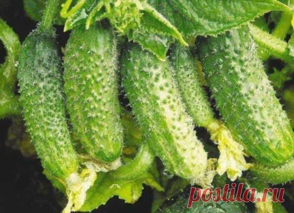 БОР ПОМОЖЕТ В УВЕЛИЧЕНИИ ЗАВЯЗЕЙ

Совсем скоро начнется самая горячая пора у садоводов. Поэтому речь пойдет о саде и даче. 

Хотим поделиться с вами одним маленьким секретиком повышения урожайности.

Когда растения начнут набирать цвет, надо успеть пока цветет прямо по цветам обрызгать всё: цветы, яблони, вишню, помидоры, огурцы и другие растения, слабым раствором бора (его можно купить в аптеке) 2-3 грамма на 10 литров воды. Этого хватит, чтобы буквально улить весь сад. 
...