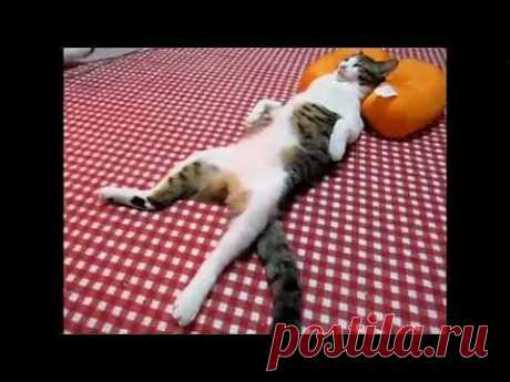 ▶ funny cats compilation 2012 - YouTube
