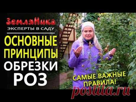 Обрезка роз осенью. Как правильно обрезать розы на зиму?