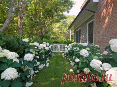 Гортензии древовидные - очень неприхотливые кустарники, но если вы посадите их на солнечное место, то поливать придется более обильно