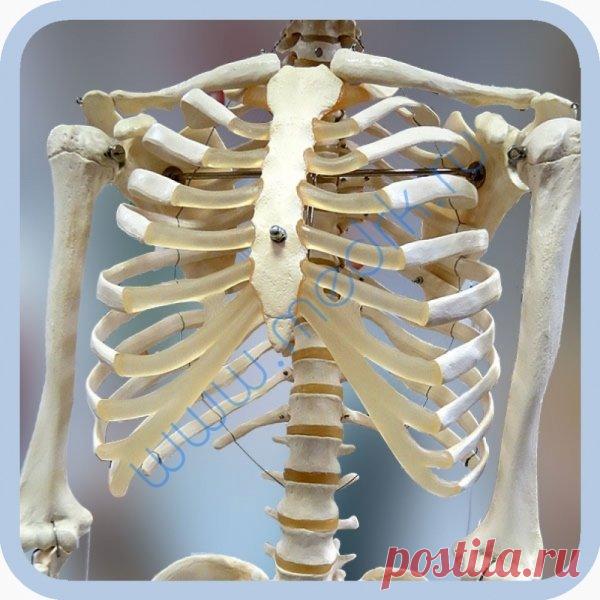 Картинки скелета (37 фото) ⭐ Забавник