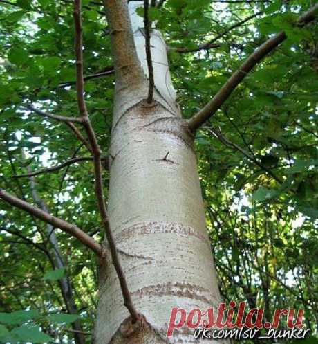 ОСИНОВАЯ КОРА: полезные свойства и противопоказания