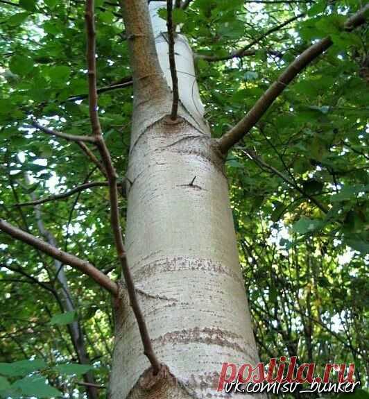 ОСИНОВАЯ КОРА: полезные свойства и противопоказания