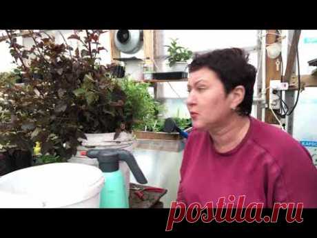 Зелёное черенкование пузыреплодника, спиреи 25.06