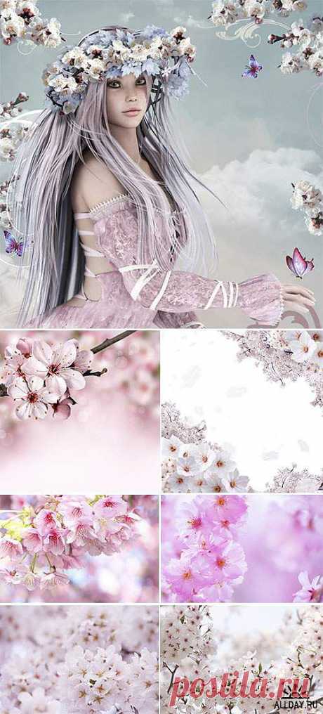красивая Stock Photo: Branch of Japanese cherry, Sakura 2 » ALLDAY - народный сайт о дизайне скачать