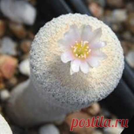 Epithelantha micromeris