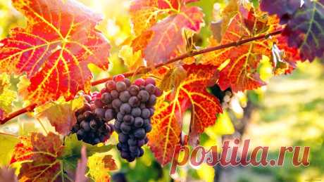 УКРЫТИЕ ВИНОГРАДА в ПОДМОСКОВЬЕ🍇🍂 | Цветочная Рапсодия | Яндекс Дзен
