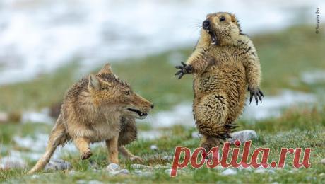 Лучшие фотографии дикой природы 2019, — Туристер.Ру