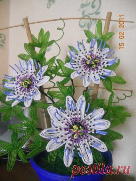 biser.info_40925_passiflora_1298788620.jpg (1200×1600)