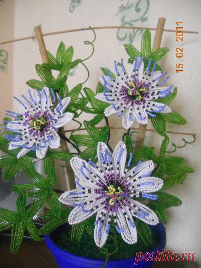 biser.info_40925_passiflora_1298788620.jpg (1200×1600)