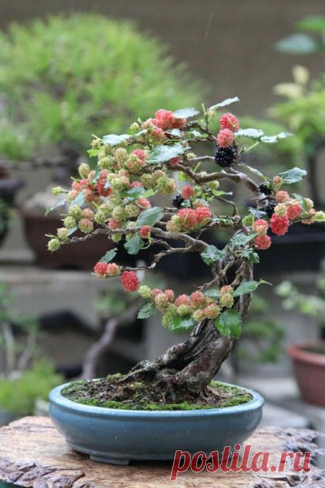 BlackBerry bonsai  |  Pinterest • Всемирный каталог идей