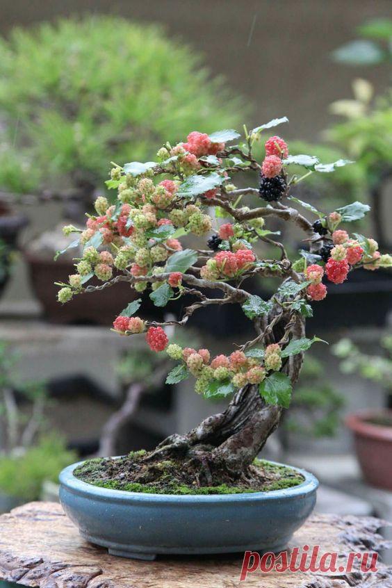 BlackBerry bonsai  |  Pinterest • Всемирный каталог идей