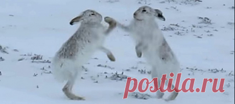 Самцы зайца-беляка редко вступают в бой, чего нельзя сказать о самках, которые не прочь побоксировать.