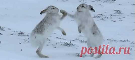 Самцы зайца-беляка редко вступают в бой, чего нельзя сказать о самках, которые не прочь побоксировать.