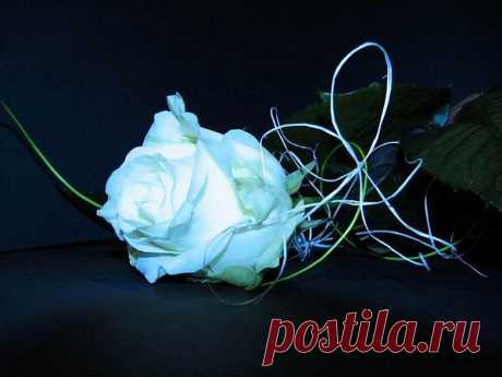 розы