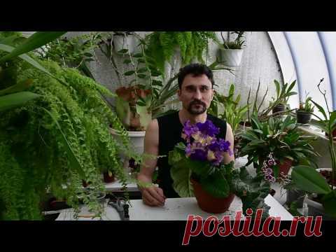 Пересадка стрептокарпусов с удалением старых листьев и старой части шейки розетки.