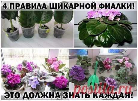 ПРАВИЛА ШИКАРНОЙ ФИАЛКИ!

С помощью этих основных правил, я выращиваю целый цветник фиалок у себя на подоконнике.

- Поставь горшок с растением в уютное место, где достаточно света, но не слишком много солнца. Исключи попадание прямых солнечных лучей в обеденное время. Оптимально поставить фиалку на западное окно либо повесить плотные занавески.
Показать полностью…