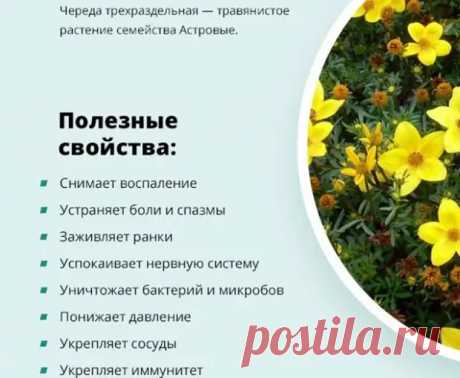 Лечебные свойства череды для решения проблем со здоровьем