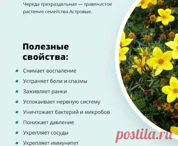 (99+) Лечебные свойства череды для решения проблем со здоровьем - Цветочки - 26 ноября - 43319453474 - Медиаплатформа МирТесен