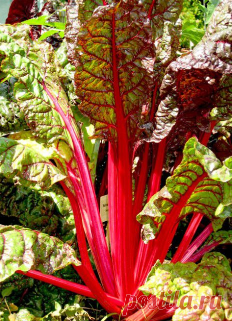 МАНГОЛЬД: красавец для грядки и цветника