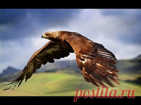 Сила хищных птиц (Документальные фильмы, передачи HD) - YouTube