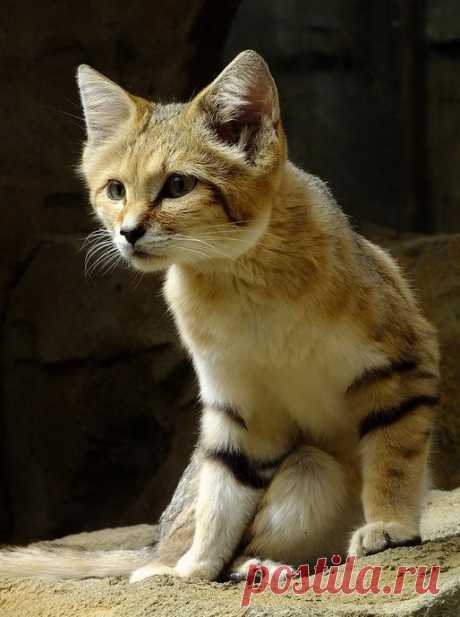 The sand cat's foot coverings allow them to walk on sand without sinking, leaving their footprints nearly invisible