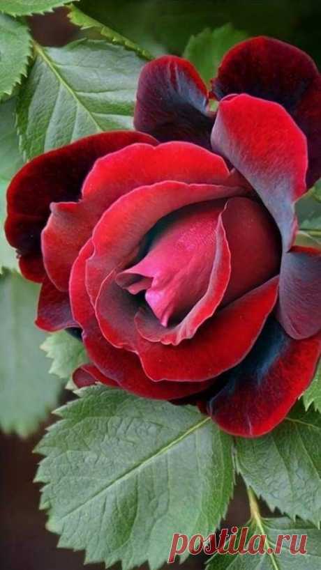 (663) Pinterest
