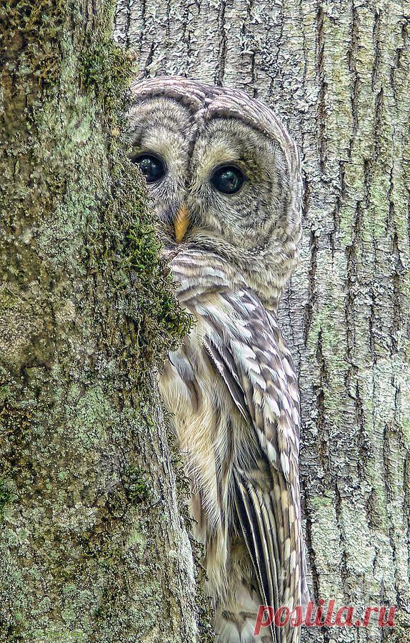Barred Owl Peek a Boo Print by Jennie Marie Schell