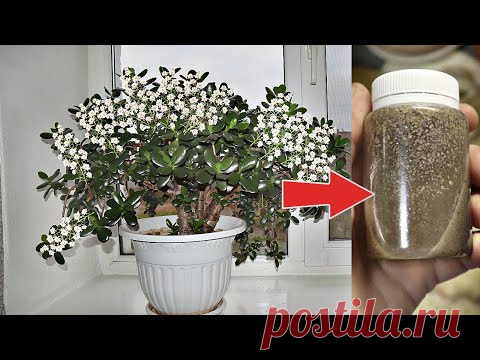 Не верила пока не попробовала. Денежное дерево цветет как павлиний хвост после этой подкормки!