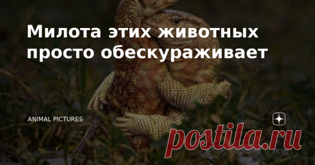 Милота этих животных просто обескураживает Любовь, наверное самое прекрасное, самое желаемое чувство не только у людей, но и также у животных. Животные любят не хуже человека, а наоборот даже в чем-то отличаются от некоторых представителей живущие на планете Земля. Давайте посмотрим снимки, а также картины, где изображены животные, которые проявляют всю нежность прекрасного чувства любви. Влюбленные альпаки Любовь матери безгранична Коронованные голуби Поцелуй лисички Попу...