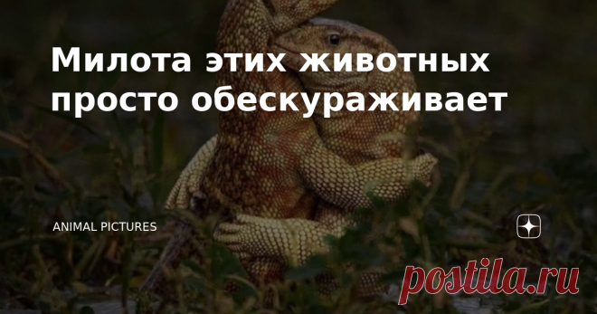 Милота этих животных просто обескураживает Любовь, наверное самое прекрасное, самое желаемое чувство не только у людей, но и также у животных. Животные любят не хуже человека, а наоборот даже в чем-то отличаются от некоторых представителей живущие на планете Земля. Давайте посмотрим снимки, а также картины, где изображены животные, которые проявляют всю нежность прекрасного чувства любви. Влюбленные альпаки Любовь матери безгранична Коронованные голуби Поцелуй лисички Попу...