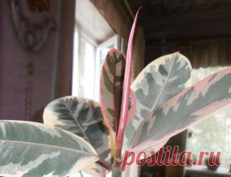 Фикус каучуконосный (эластика) — виды и уход в домашних условиях Фикус каучуконосный или Фикус эластика, один из самых популярных «долгожителей» наших комнатных цветников. В былые времена, он наравне с геранью и бальзамином, стоял практически в каждом доме. Но приш...