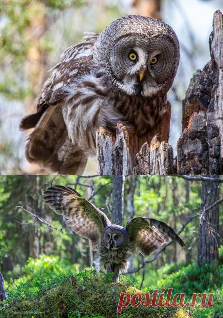 35PHOTO - Valtteri Mulkahainen - Таежная незнакомка ...