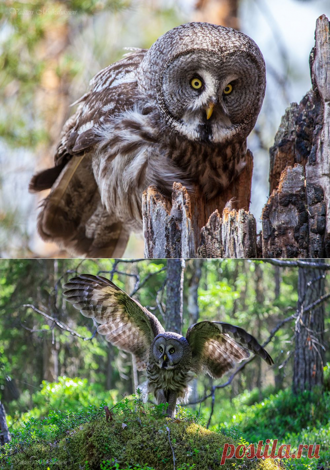 35PHOTO - Valtteri Mulkahainen - Таежная незнакомка ...