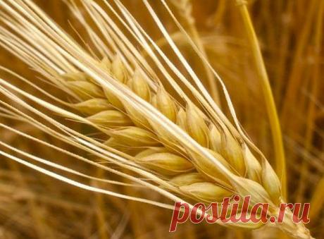 Лекарственные свойства ячменя обыкновенного