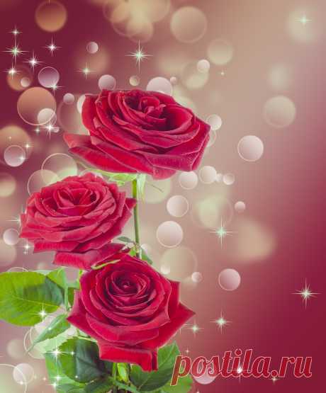 Fotos gratis : flor, pétalo, florecer, amor, corazón, Rosa, rojo, rosado, Boda, magenta, Floristería, día de San Valentín, planta floreciendo, Rosas de jardín, Familia rosa, ramo de flores, cortar flores, diseño floral, Planta de tierra, arreglos florales 4725x3724 - - 1190710 - Imagenes gratis - PxHere