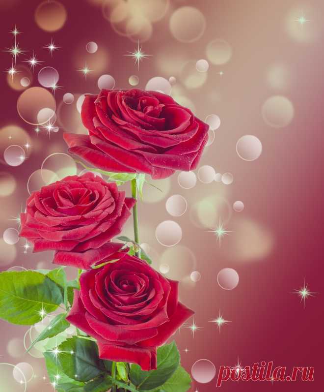 Fotos gratis : flor, pétalo, florecer, amor, corazón, Rosa, rojo, rosado, Boda, magenta, Floristería, día de San Valentín, planta floreciendo, Rosas de jardín, Familia rosa, ramo de flores, cortar flores, diseño floral, Planta de tierra, arreglos florales 4725x3724 - - 1190710 - Imagenes gratis - PxHere