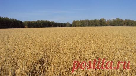 Деревенька моя.