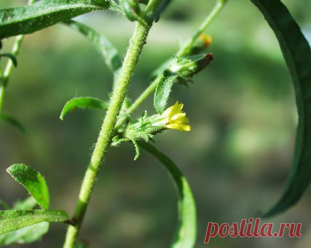 Чудо-растение. Лечение онкологии