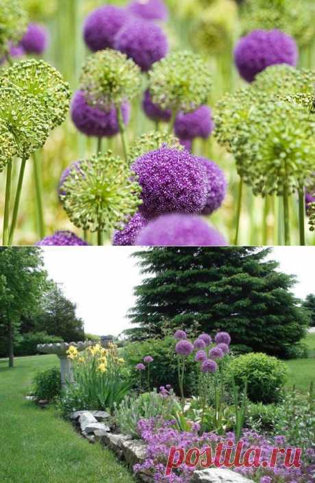 Царство луковое