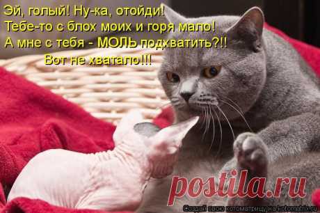 kotomatritsa_O0.jpg (Изображение JPEG, 750 × 499 пикселов)