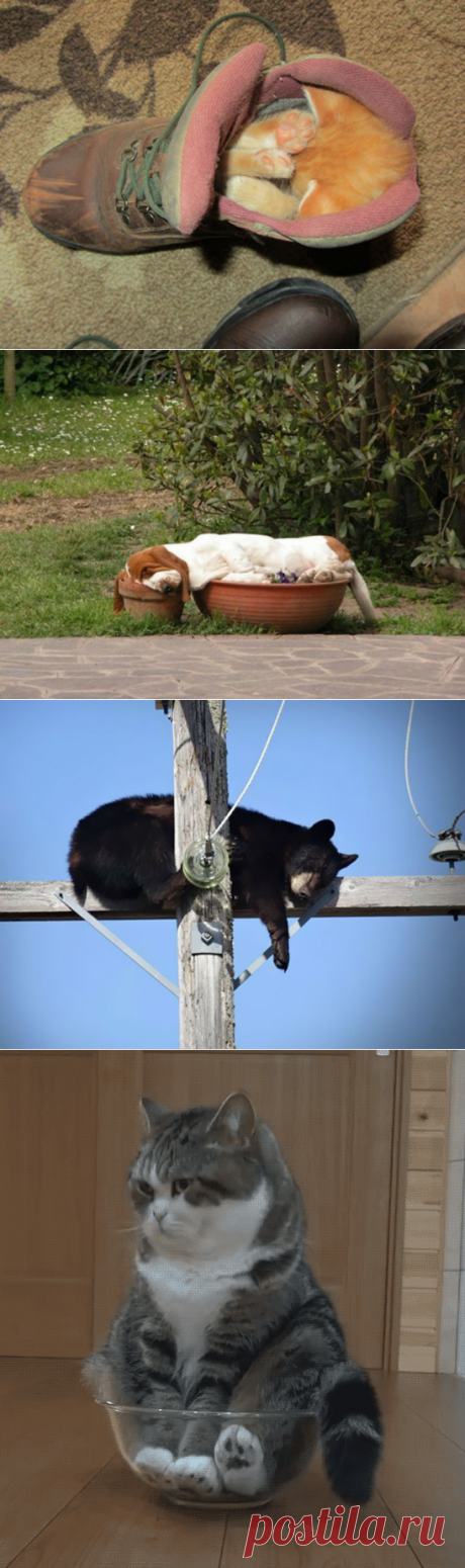 Милота дня! Фотографии животных, которые спят там, где захотят