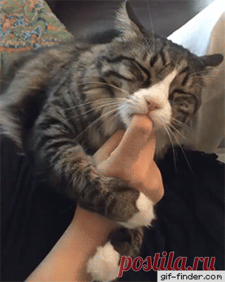 Nom-Nom-Nom.gif (256×320) | Animais fofinhos | Животные, Забавные зверюшки и Кошачий арт