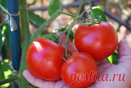 Сода, кефир и дрожжи - помощники в огороде » Женский Мир