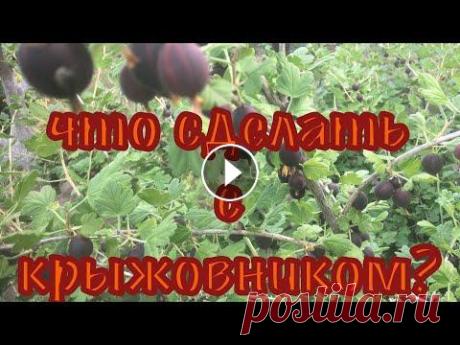 Что сделать с крыжовником, если нет времени! Заготовки ягод на зиму без варки 7 кг на 1 час! Здравствуйте! Сейчас горячая пора заготовок на зиму ягод. Особенно полезны рецепты без варки и кипячения. Что можно сделать с крыжовником, если совсем...