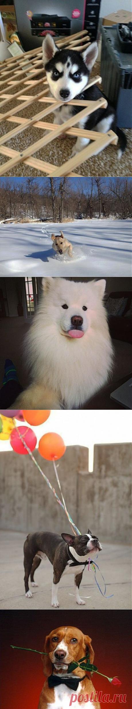 ВСЯКИ ПСЯКИ-6. &quot;Вы о них - немало тем уж видели... Но я выложу сейчас - ещё одну...&quot; ;-) | 5минутка