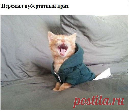 История одного кота. | Все о наших питомцах