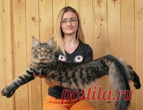 Мейн кун