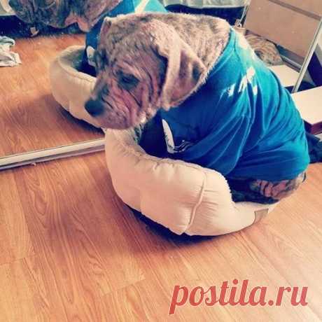 Лысая собака любит занимать кровать кошки Лысая собака любит занимать кровать кошки.

Когда Бабба прибыл из приюта для животных, вся новая семья вышла встретить его.

Фото: Sacramento SPCA
Даже Мэнди, рыжий кот.

Фото: Melissa Roberts
Бабба о…