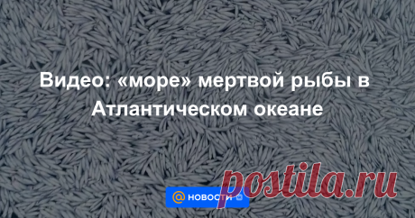 8-2-22-Видео: «море» мертвой рыбы в Атлантическом океане Команда траулера FV Margiris сбросила около ста тысяч мертвых рыб в Атлантический океан.